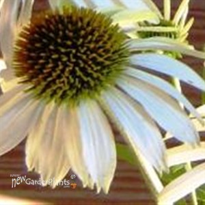 'White Swan'  Echinacea Coneflower