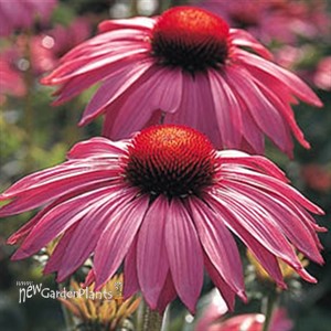 Coneflower 'Primadonna Deep Rose'