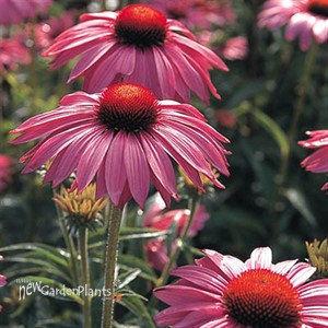 Coneflower 'Primadonna Deep Rose'