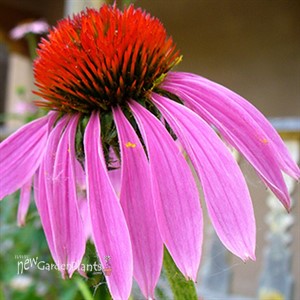 Purple Coneflower