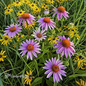 Purple Coneflower