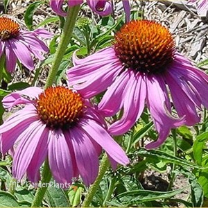 Purple Coneflower