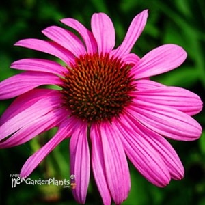 Purple Coneflower