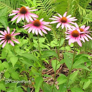 Purple Coneflower
