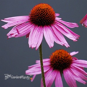 Purple Coneflower