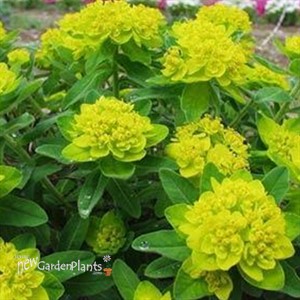 Cushion Spurge