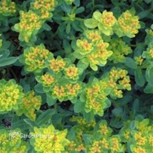 Cushion Spurge