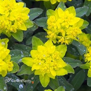 Cushion Spurge