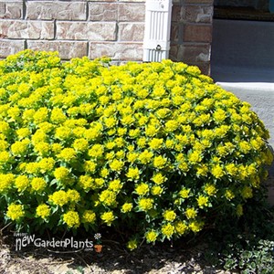 Cushion Spurge
