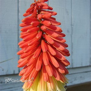 Hot Poker Plant