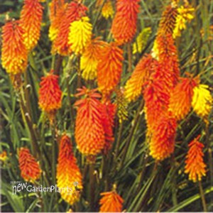 Hot Poker Plant