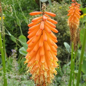 Hot Poker Plant