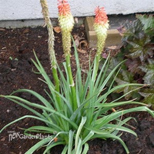 Hot Poker Plant