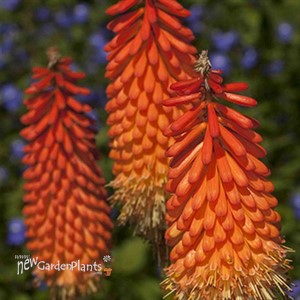 Hot Poker Plant