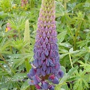 Lupine 'Gallery Blue'
