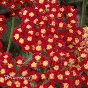 'Strawberry Seduction' Achillea pp18401