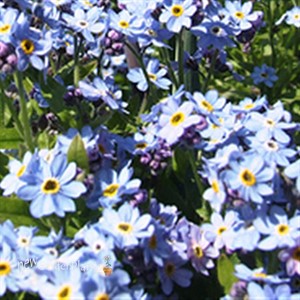 Forget-Me-Nots 'Blue'