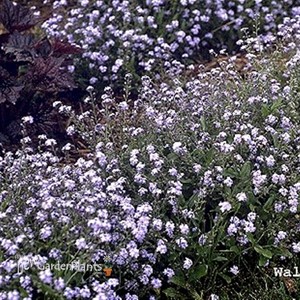 Forget-Me-Nots 'Blue'
