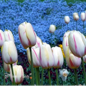 Forget-Me-Nots 'Blue'