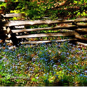 Forget-Me-Nots 'Blue'