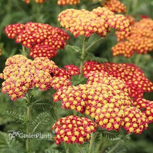 'Strawberry Seduction' Achillea pp18401
