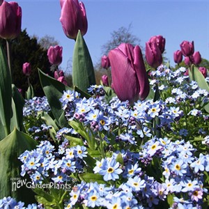 Forget-Me-Nots 'Blue'