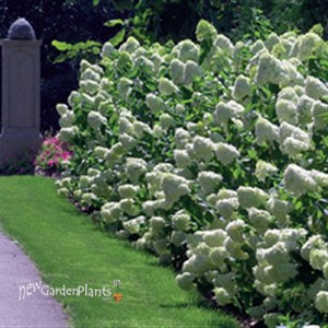 Hydrangea 'Limelight'