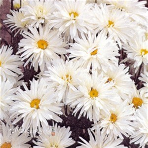 'Crazy Daisy' Coneflower