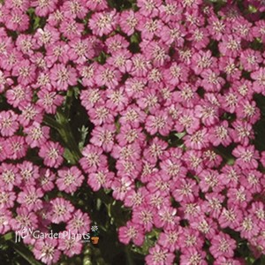 'Pink Grapefruit' Yarrow 