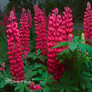 Red Lupine