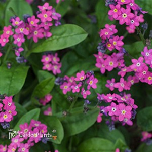 Forget-Me-Nots 'Rose'