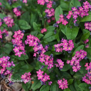 Forget-Me-Nots 'Rose'