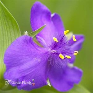 'Zwanenburg Blue' Spider Wort