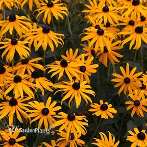 Black-Eyed Susan 