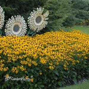 Black-Eyed Susan 
