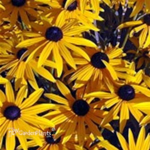 Black-Eyed Susan 