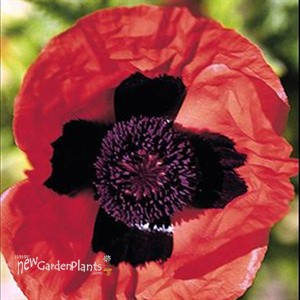 'Brillant' Poppy
