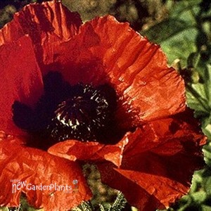 'Brillant' Poppy