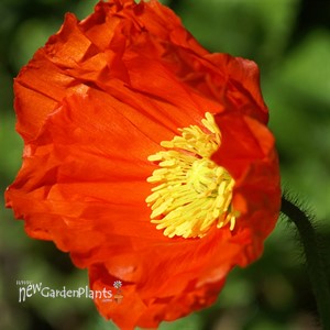 'Champagne Bubbles' Iceland Poppy