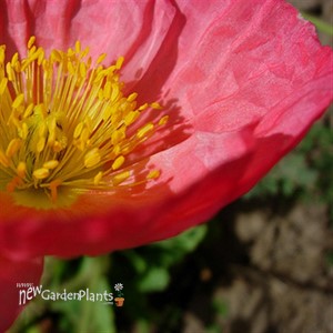 'Champagne Bubbles' Iceland Poppy