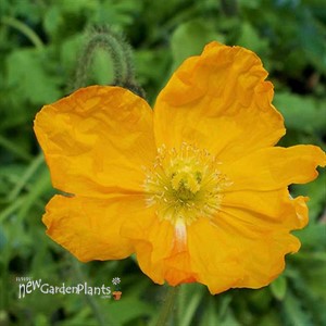 'Champagne Bubbles' Iceland Poppy