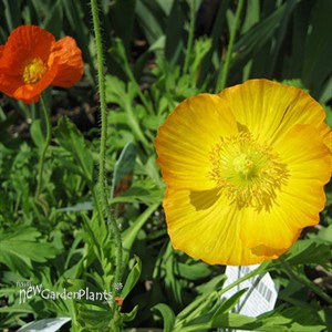 'Champagne Bubbles' Iceland Poppy