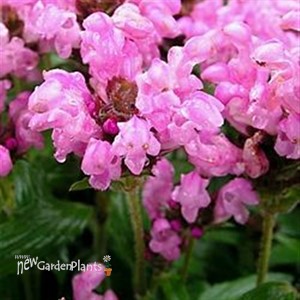 Self Heal 'Bella Deep Rose'