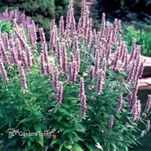 'Blue Fortune' Anise Hyssop