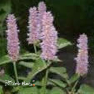 'Blue Fortune' Anise Hyssop