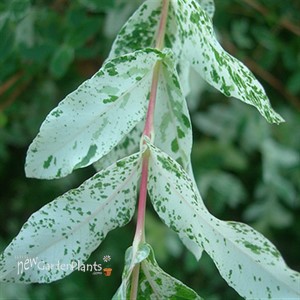 Dappled Willow Hakuo Nishiki
