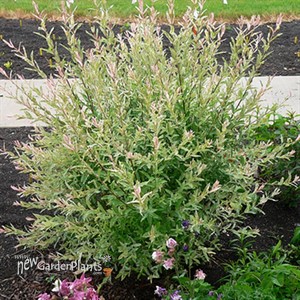 Dappled Willow Hakuo Nishiki