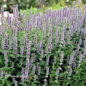 'Blue Fortune' Anise Hyssop