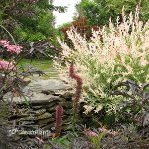 Dappled Willow Hakuo Nishiki