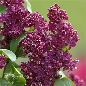 Lilac 'Royal Purple'